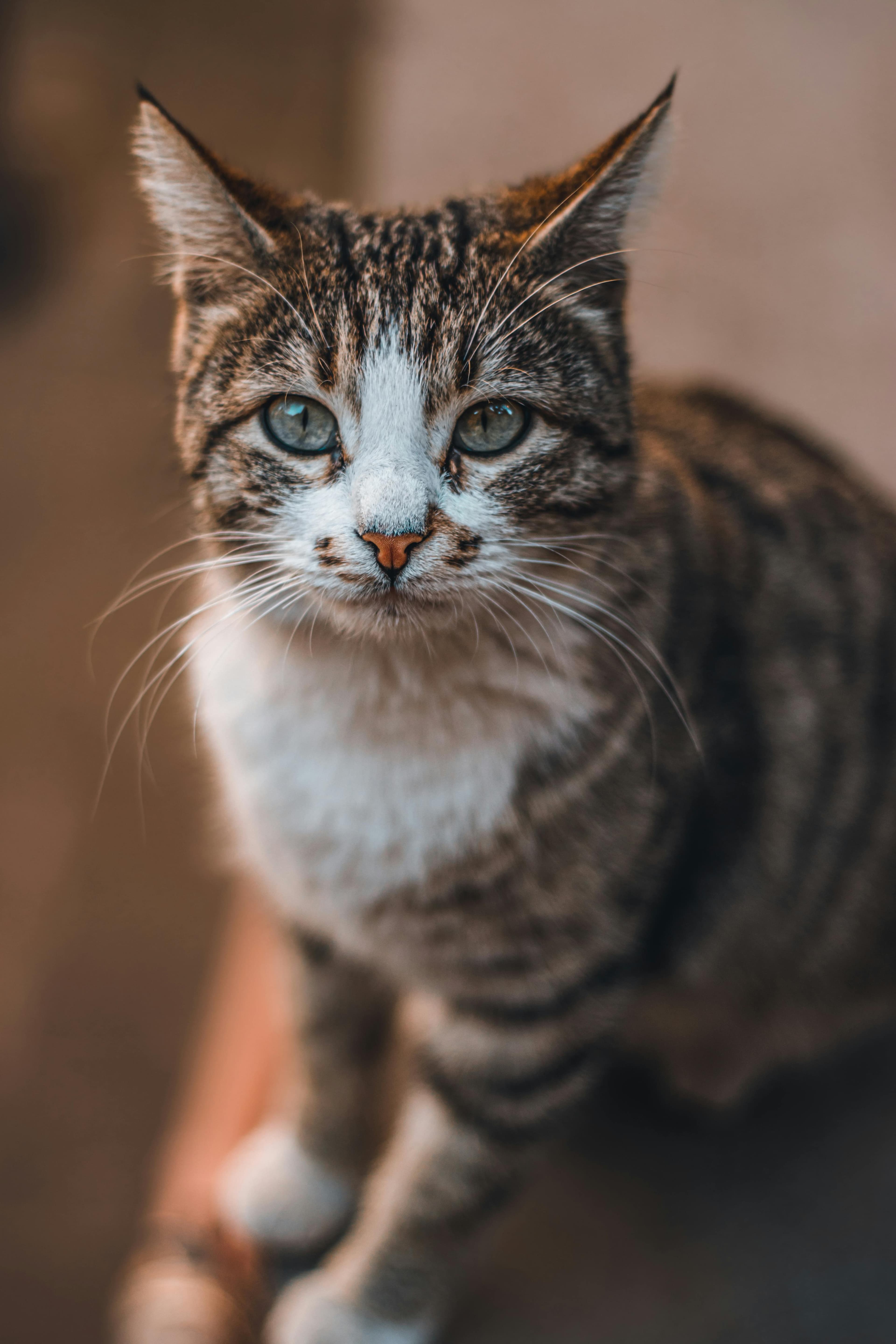 Кот в приюте